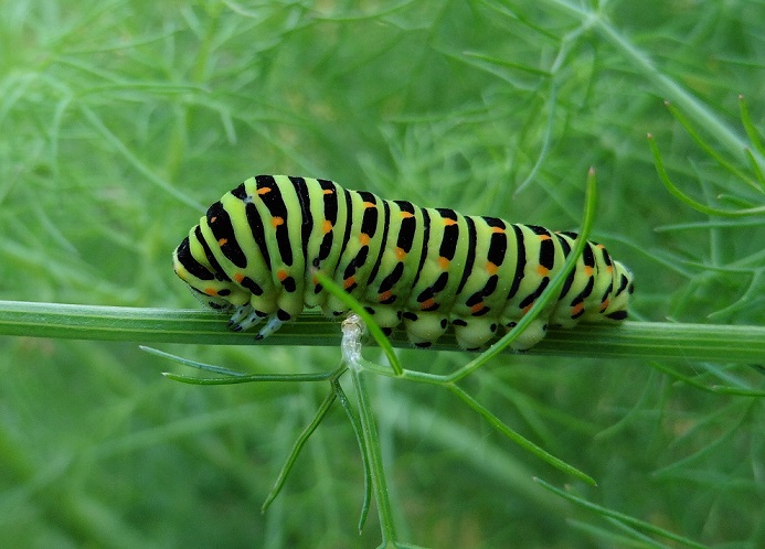 Bruchi Papilio machaon